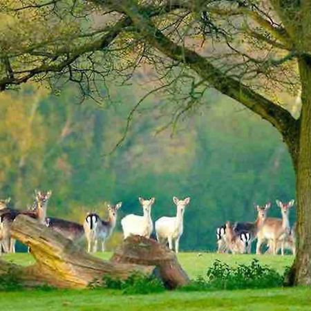 New Forest Retreat Shorefield Country Park Lymington Esterno foto