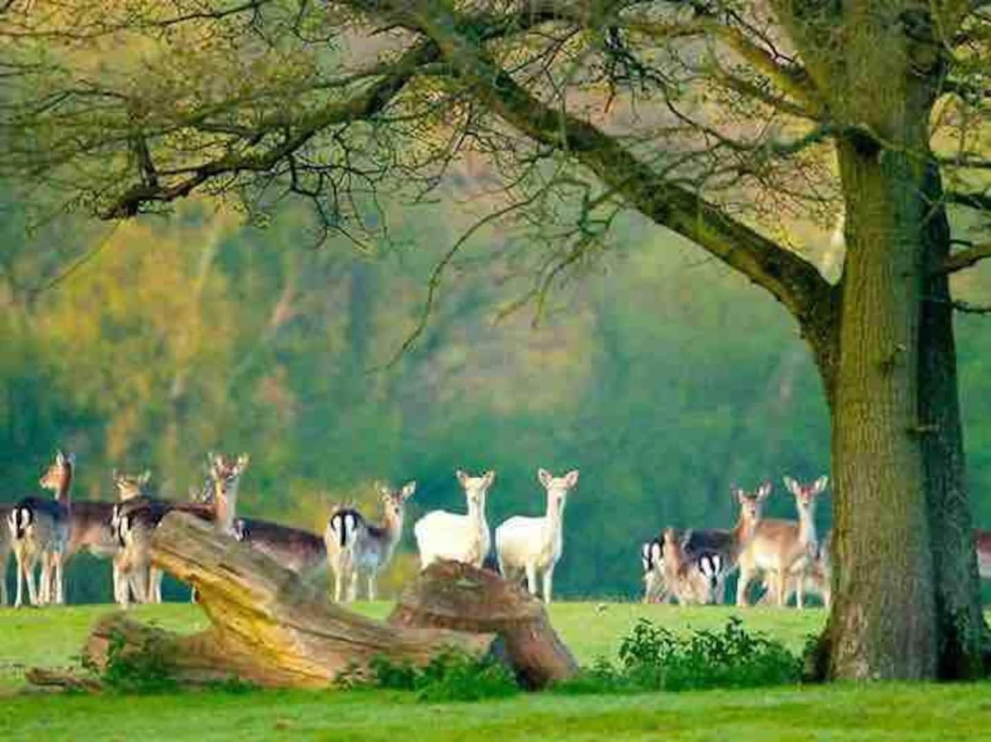 New Forest Retreat Shorefield Country Park Lymington Esterno foto