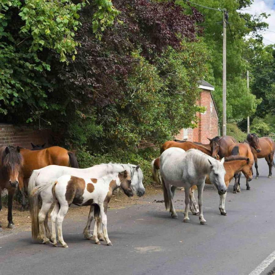 New Forest Retreat Shorefield Country Park Lymington Esterno foto